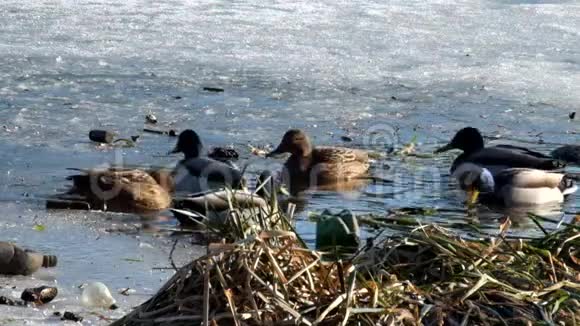 野鸭在开阔的水面上过冬视频的预览图