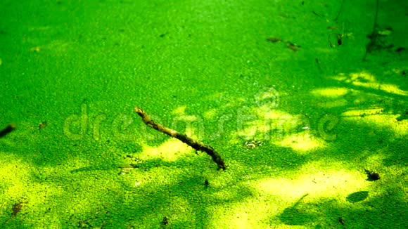 沼泽被植被覆盖静态拍摄视频的预览图
