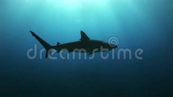 在海水中寻找食物的灰礁鲨视频的预览图