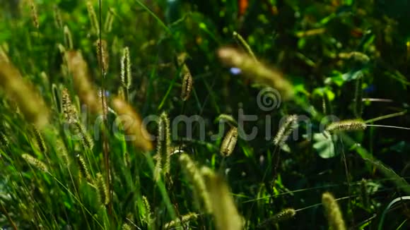 野草草地上蓬松的杂草在阳光下改变焦点视频的预览图
