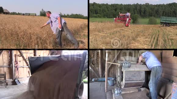农民检查收获和筛选小麦植物视频剪辑拼贴视频的预览图