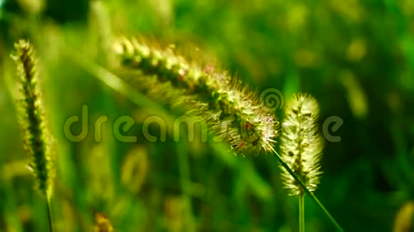 在阳光下草地上的野草金黄色的蓬松的视频的预览图