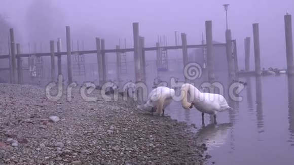 两只天鹅在一个非常黑暗和寒冷的日子里在河上视频的预览图