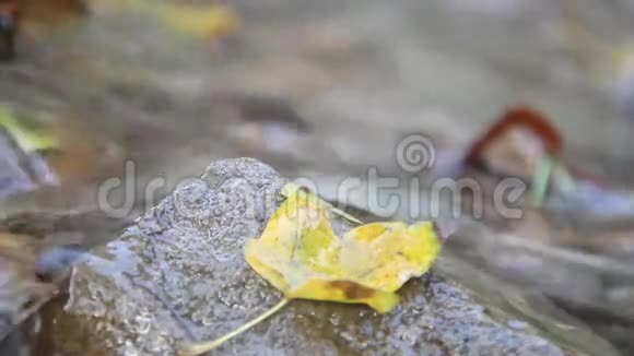 水流过岩石和秋叶视频的预览图