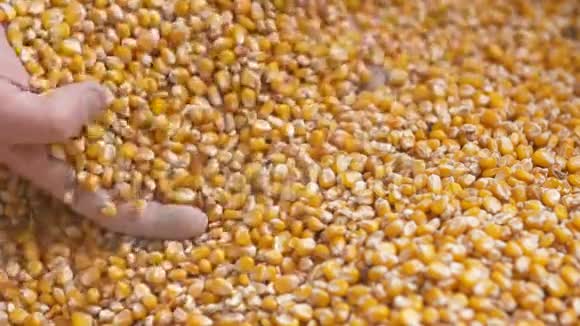 刚收获的玉米粒农业背景玉米收获视频的预览图