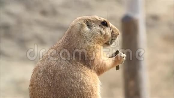 野生动物公园里的土拨鼠肖像视频的预览图
