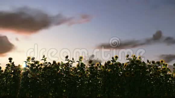 日出时向日葵时光流逝的云彩视频的预览图