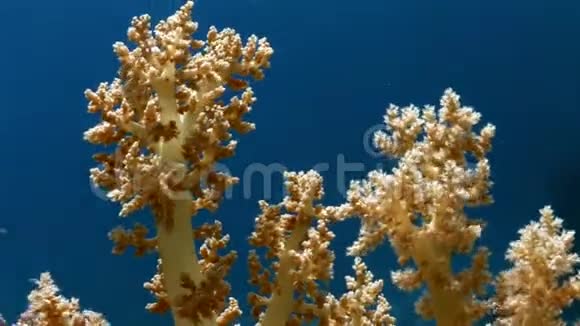 柔软的珊瑚在干净的蓝色背景水下红海视频的预览图