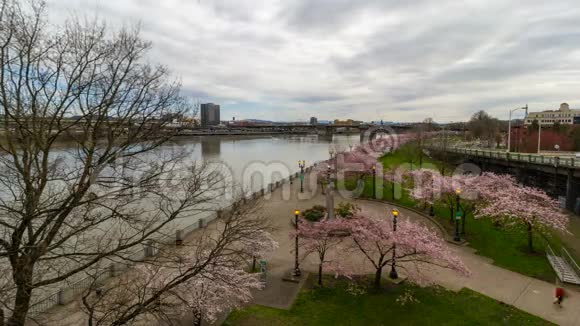 波特兰市中心的时间流逝或春季第4季的樱花树视频的预览图