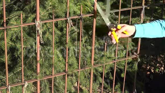 特写园丁用红色割枝的手切割杉树篱4K视频的预览图