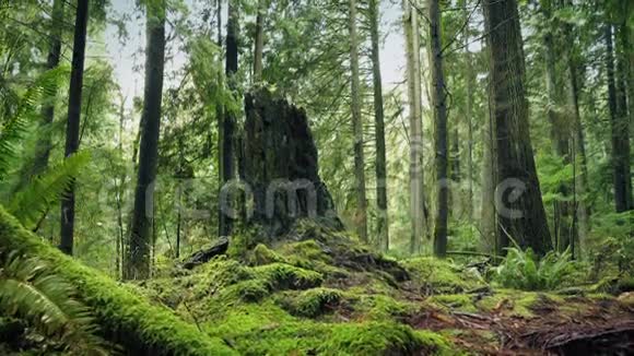 森林中的树桩移动视频的预览图
