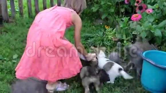 小女孩喂小猫和小狗视频的预览图