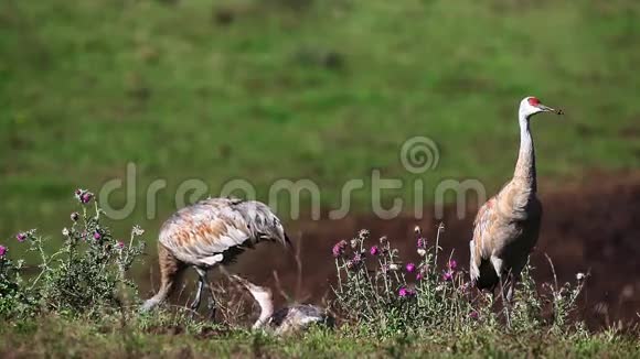 沙丘鹤一家人在野外觅食视频的预览图