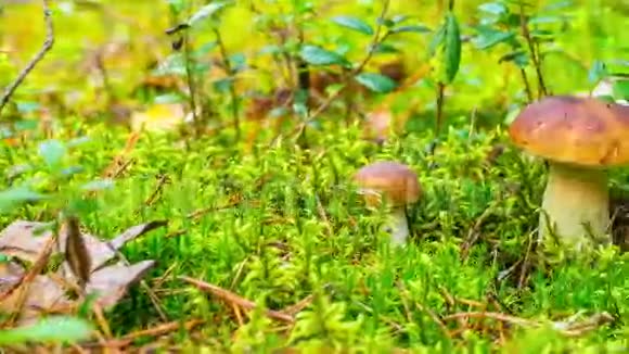 森林蘑菇在苔藓中时间推移视频的预览图