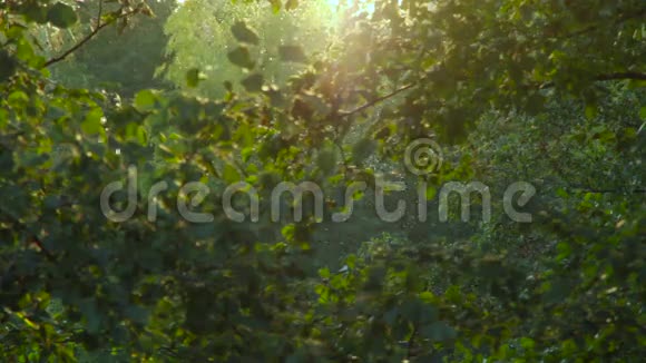 昆虫在森林里飞翔在光线下背景循环视频的预览图