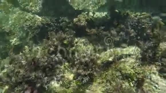 石水下壁带海带视频的预览图