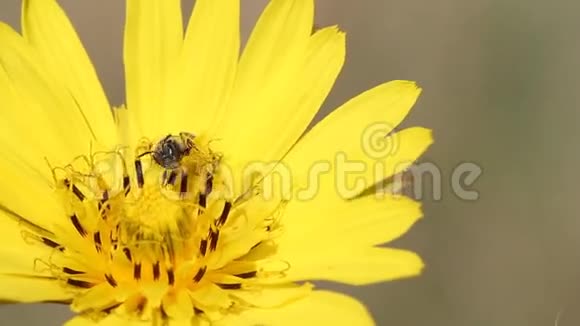 黄蒲公英上的蜜蜂视频的预览图