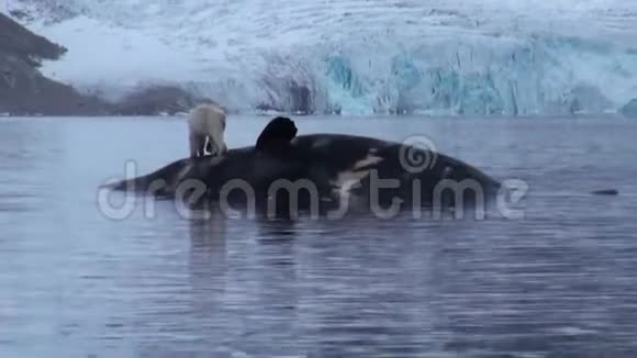 在斯瓦尔巴岛的岩石海岸一只死鲸附近的白色北极熊视频的预览图