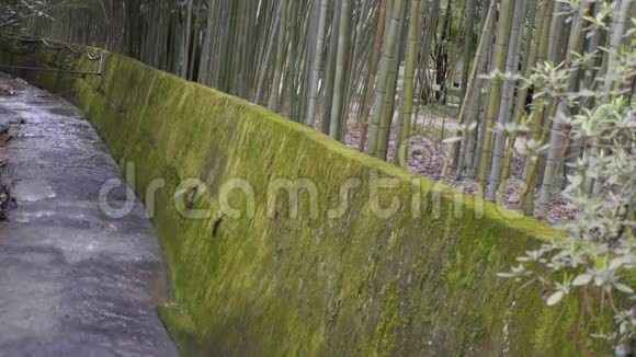 小河岸上的竹子视频的预览图