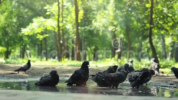 阳光明媚的一天在森林美丽的公园里鸽子在池塘里喝水用慢动作洗翅膀1920x1080视频的预览图
