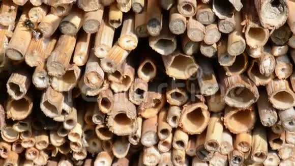 野生蜜蜂在由木材和竹棒制成的昆虫庇护所春天视频的预览图