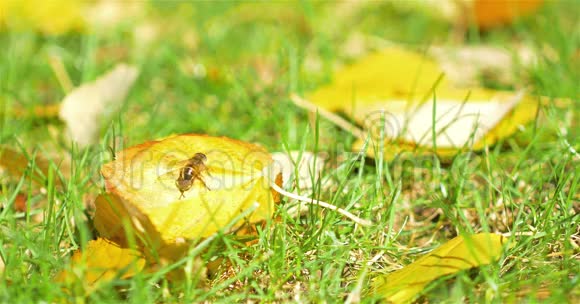 叶子上的黄色蜜蜂视频的预览图