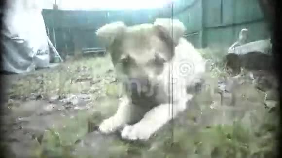 小狗在院子里玩复古相机风格视频的预览图