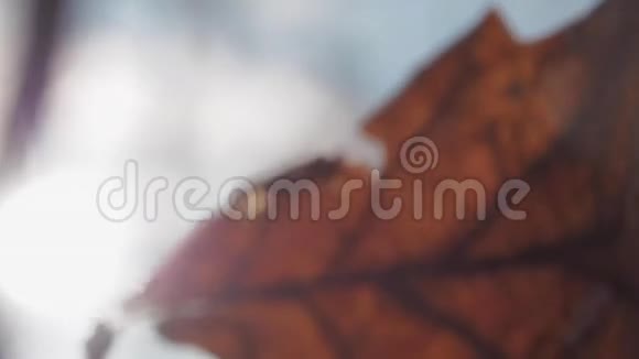 红叶在风中飘洒阳光视频的预览图
