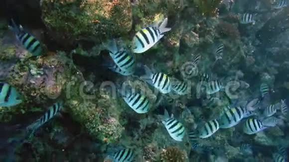 印度大学校太平洋中士Abudefdufvaigiensis在美丽的碧水中间视频的预览图
