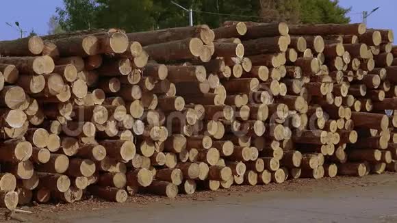 成排的树干锯木厂的木材仓库视频的预览图