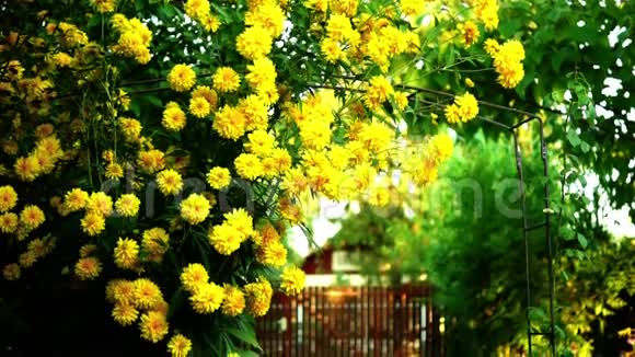 黄色的大丽花在我的花园里向下倾斜视频的预览图