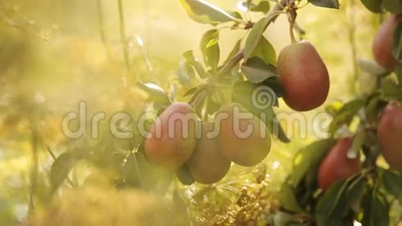 阳光下树上的熟梨视频的预览图