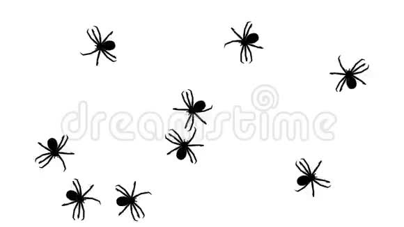 禁止标志中的蜘蛛视频的预览图