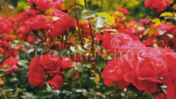 公园里的粉红色玫瑰花园里的花园花园里生长着嫩嫩的玫瑰花瓣上有露水的花朵风景优美视频的预览图