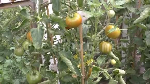 番茄在灌木丛中成熟视频的预览图