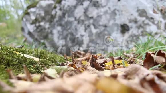 秋天的背景苔藓和石头视频的预览图