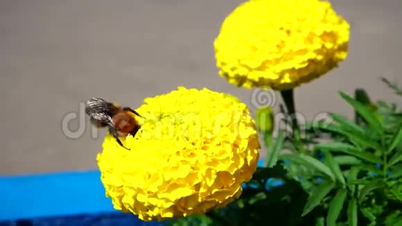 大黄蜂采集花蜜视频的预览图