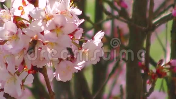 蜜蜂在粉红色的樱花花上慢动作视频的预览图