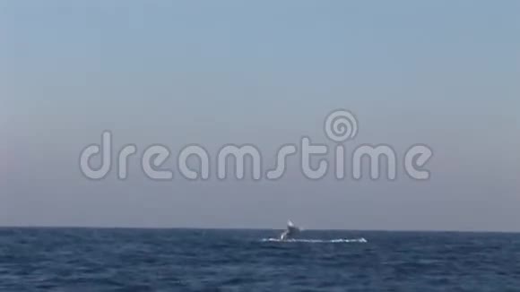 南非海洋表面的鲸鱼视频的预览图