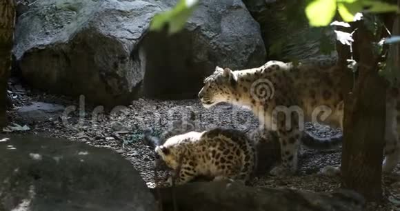 爱尔比斯雪豹猫嬉戏的小猫视频的预览图