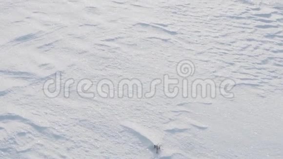 白雪覆盖的田野视频的预览图