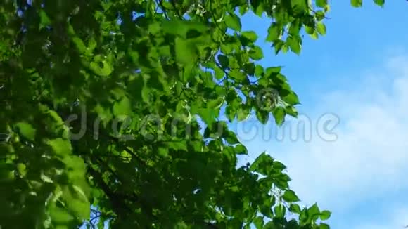 树冠树叶随风飘动有明亮的午后天空共有空间视频的预览图