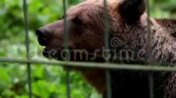 灰熊的味道视频的预览图