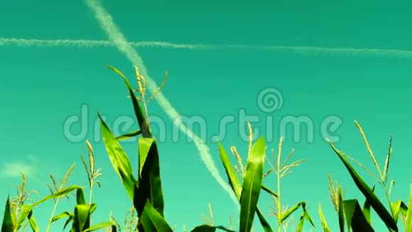 阳光明媚的日子里有风斜的玉米地有飞机痕迹超现实的天空平底锅视频的预览图