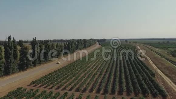 空中飞越美丽的葡萄园景观耶洛汽车在葡萄场附近行驶视频的预览图