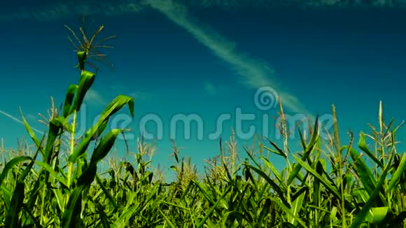 晴天风斜的玉米地平面痕迹低角度拍摄视频的预览图