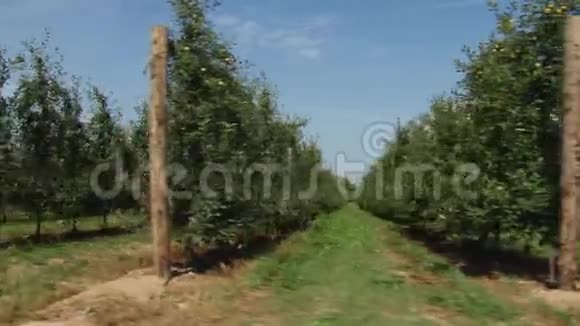 美丽而成熟的苹果花园里的苹果树视频的预览图