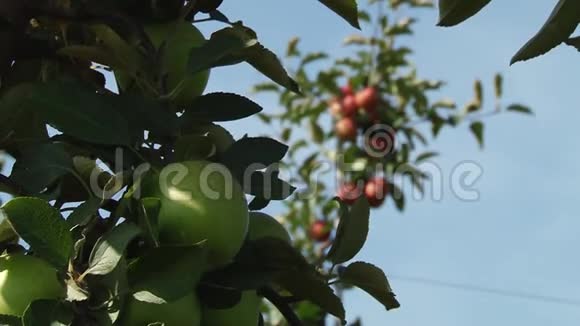美丽而成熟的苹果花园里的苹果树视频的预览图