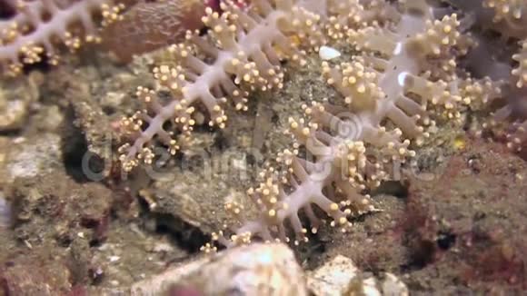 菲律宾野生动物水下世界海底软珊瑚视频的预览图