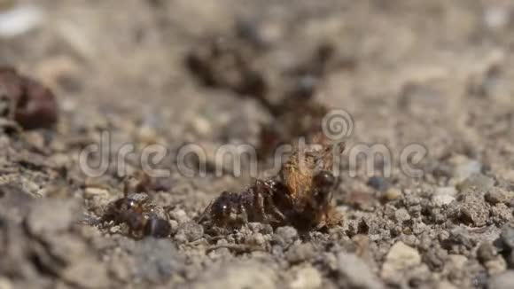 蚂蚁视频视频的预览图